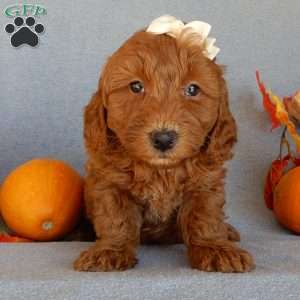 Maple, Mini Goldendoodle Puppy